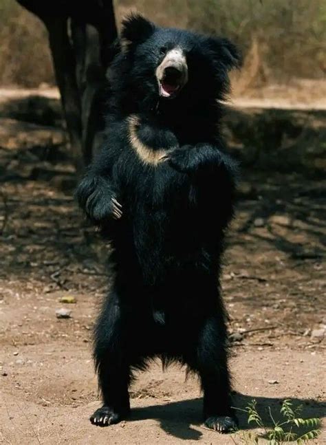 Urso preguiça Melursus ursinus Animais Preguiça Urso