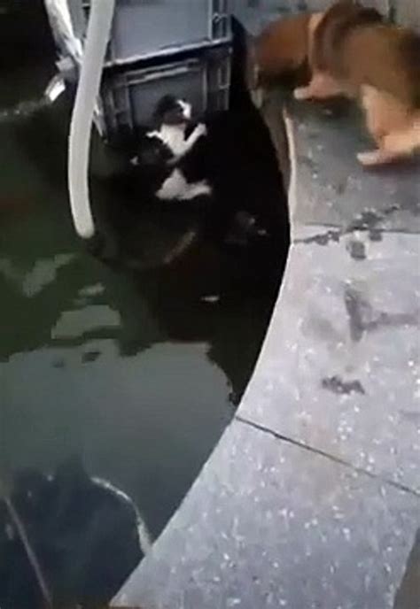 Dog Saves Cat From Water Video Dailymotion