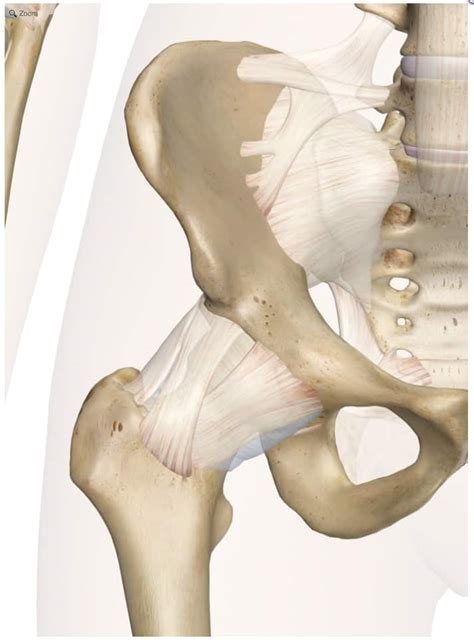 Anatomy Pictures Of Lower Back And Hip Select Chiropractic And