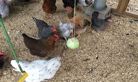 How To Entertain Your Chickens