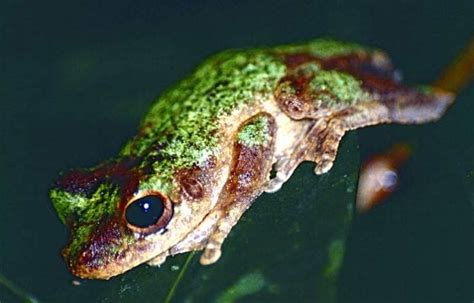 Top 7 Tropical Rainforest Animal Adaptations Biology Explorer