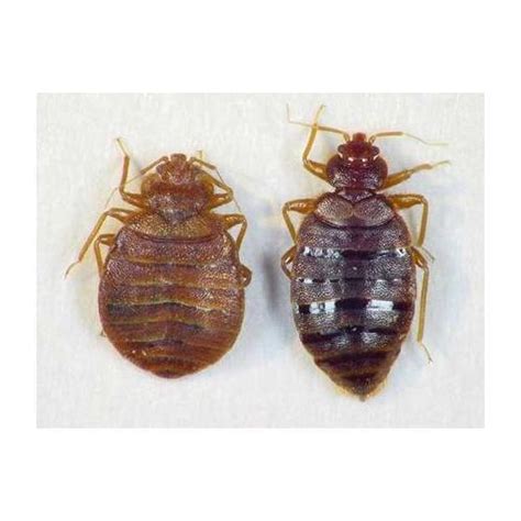 Bed Bugs Pest Control Services Bed Bugs Pest Control Central Pest