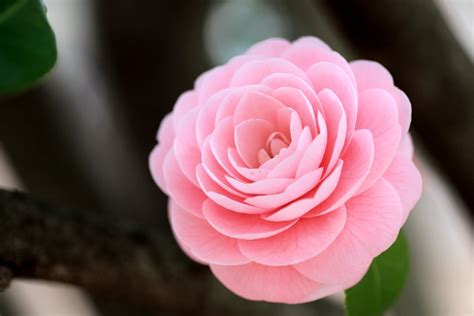 Maybe you would like to learn more about one of these? Camellia pink flower macro HD wallpaper