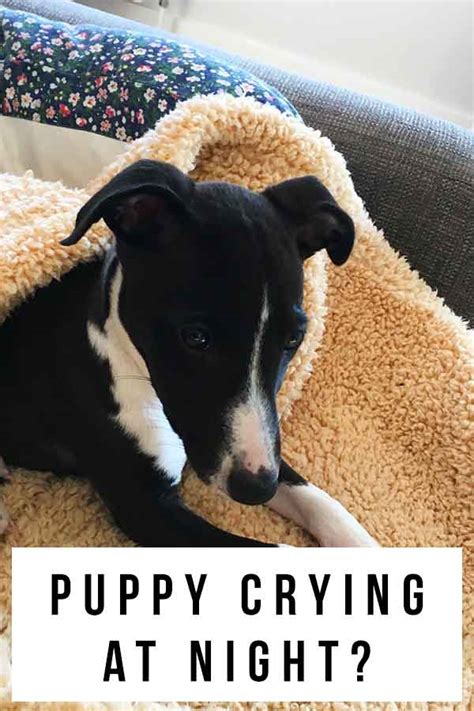 Puppy Crying At Night - Helping Your Pup Settle Into His New Home