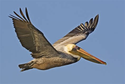 The Voice Of The Taino People Online Brown Pelican Off Endangered