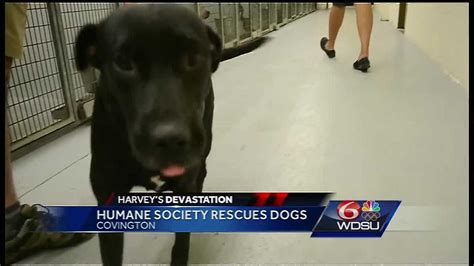 St Tammany Humane Society Rescues Dogs From Harvey Affected Areas