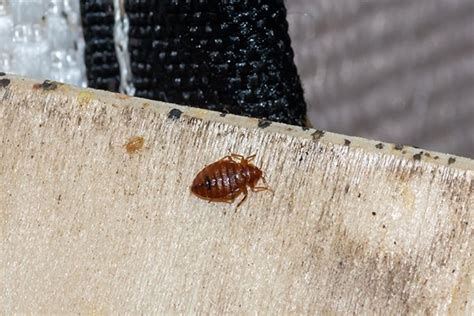 What Not To Do If You Find Bed Bugs In Your Souderton Home