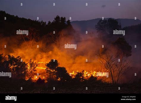 Forest Fire At Nighttime Stock Photo Alamy