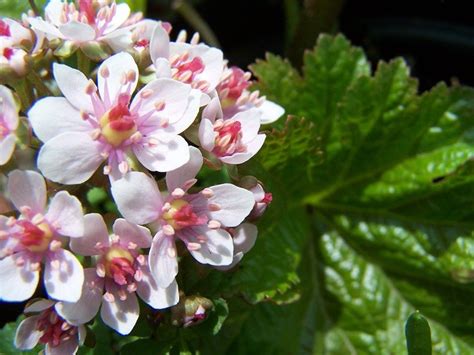 Darmera peltata Nana - botanicaplantnursery.co.uk | Herbaceous perennials, Plants, Pink and ...