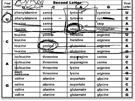 What is the difference between trna and mrna? 11 Best Images of Codon Worksheet Answer Key - DNA ...