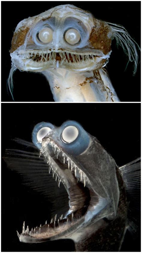 Meet The Deep Sea Telescope Fish Called Charles Weird Sea Creatures
