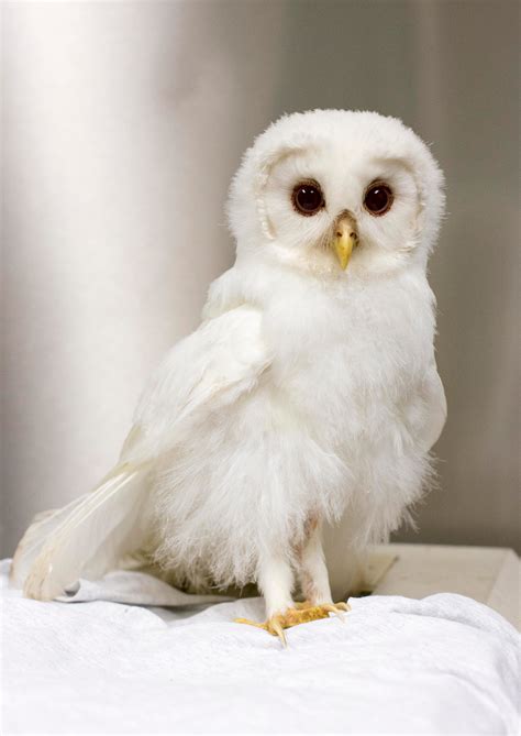 Albino Barred Owl Den Herder Veterinary Hospital Owl Barred Owl