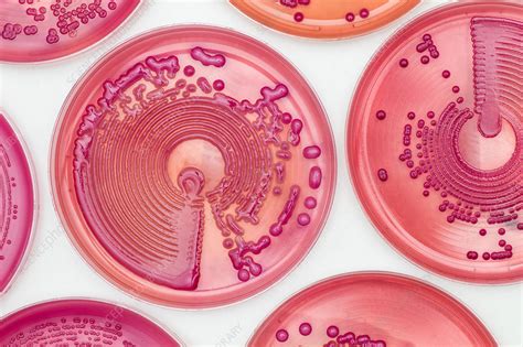 Bacteria Cultures In Macconkey Agar Stock Image C0371717 Science
