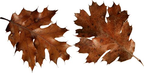 Brown Autumn Leaves Png Image Purepng Free Transparent Cc0 Png