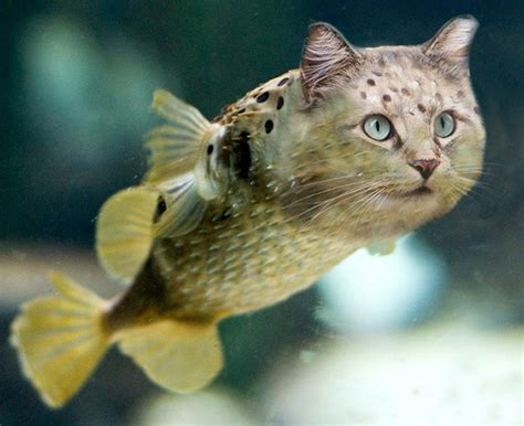 Doubles as a simulated fish aquarium! Funny And Creepy Cat Hybrids Bred In Photoshop