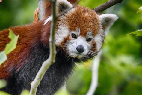 Rode Panda Kom Alles Te Weten Dierenrijk