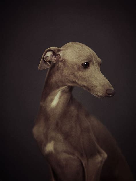 Expressive Animal Portraits Reveal Their Strong Human