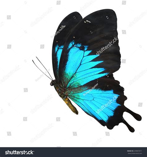 Beautiful Blue Butterfly Flying Isolated On White Background Stock
