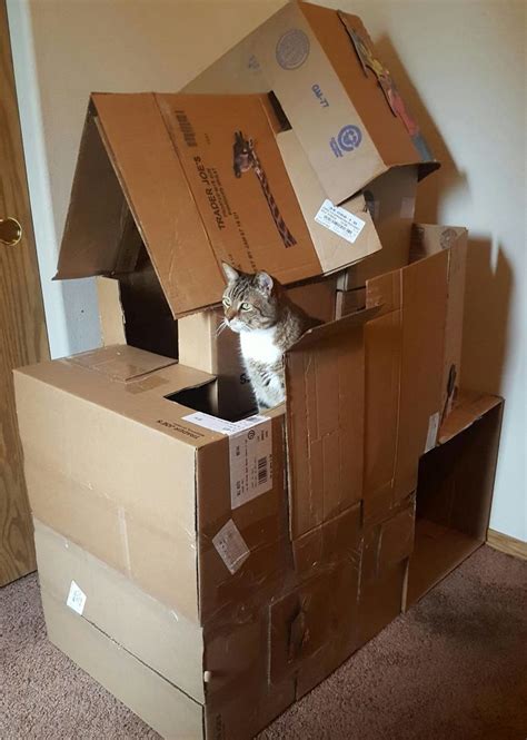 30 Times People Built Their Cats A Cardboard Fort And Its An