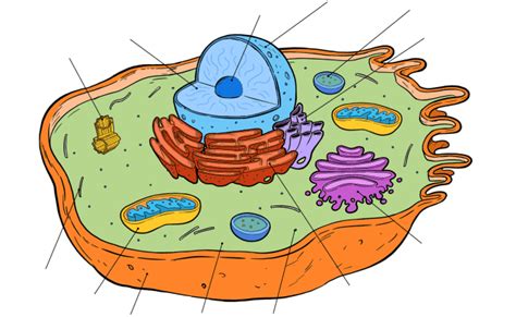Animal Cell Diagram Worksheet Animal Cell Diagram Unlabeled Resources