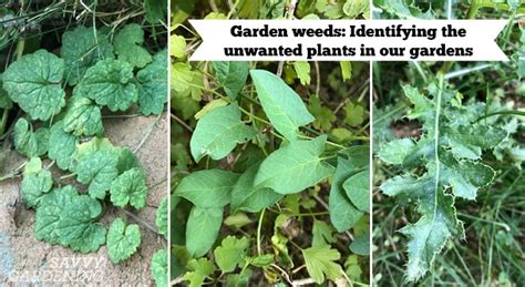 I teach you to identify 21 common weeds in the lawn including crabgrass, dallisgrass, oxalis. Garden Weeds: Identifying the unwanted plants in our gardens
