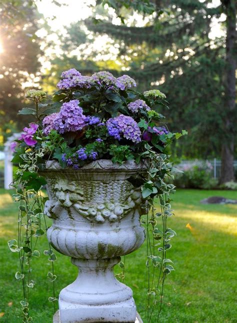 Hydrangea In Stone Urn Gardens At First Light Container Garden Ideas