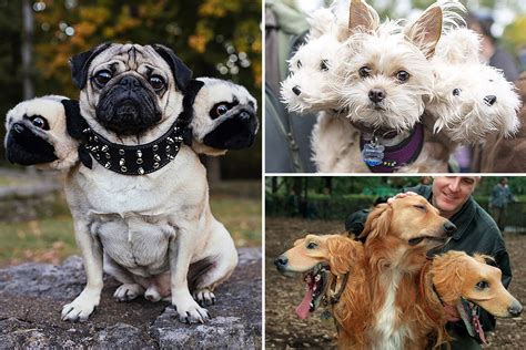 Pet Owners Share Adorable Snaps Of Dogs With Fake Heads For Halloween