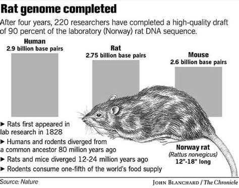 Rats Join Genome Club Four Years Of Work Produce Gene Map For A Third