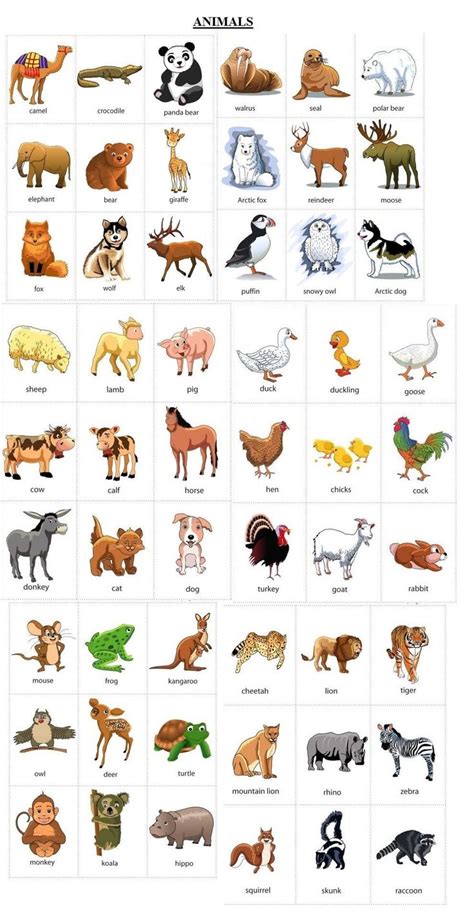 Topo Animal En Ingles Animalghi