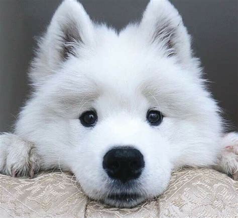 You Know Im Cute Cute Animals Puppies Samoyed Puppy