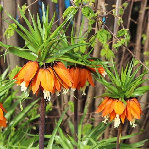 Fritillaria Aurora Crown Imperial Pre Order Dispatched Mid
