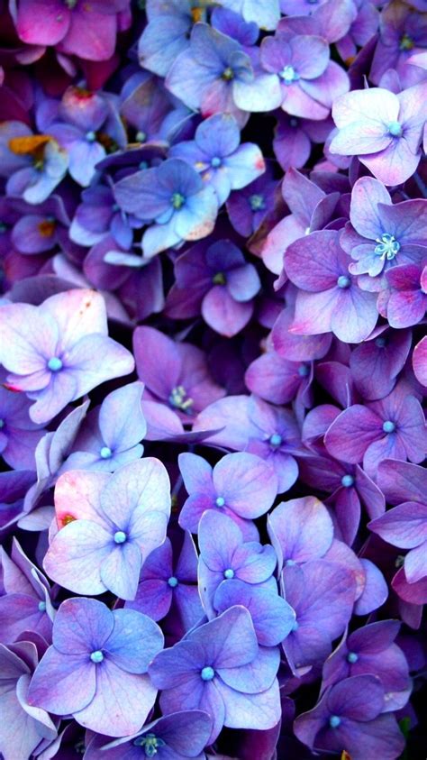 Pin By Hilda Roldan Izazaga On Backgrounds Purple Flowers Wallpaper