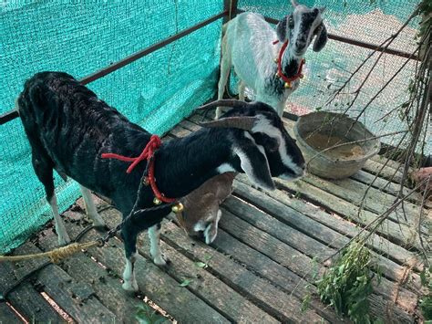 Live Goat Weight 20 30 Kg Agilam Export Tenkasi Tamil Nadu