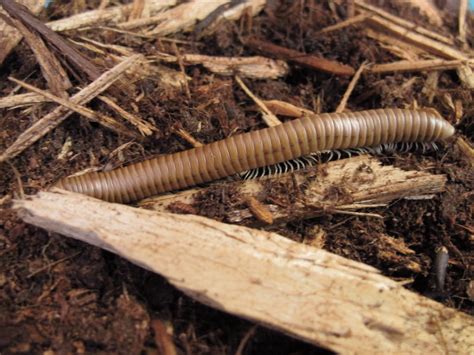 Tcs exchange created by capissen38. Chocolate Millipede - Twin Cities Reptiles
