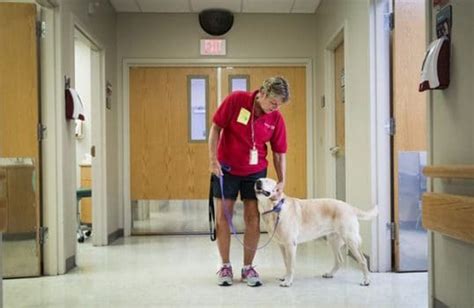 Meet Harley The Blind Therapy Dog Who Gives Kids Hope Bechewy