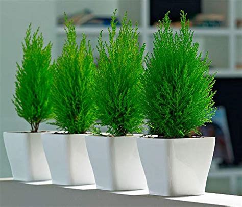 Creative Farmer Live Plant Morpankhi Thuja Compacta Plants Indoor