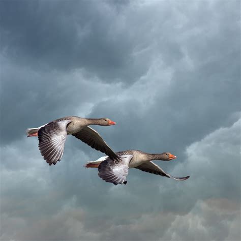 Birds Flying Stormy Sky Free Stock Photo Public Domain Pictures