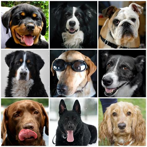 Canine Collage Free Stock Photo Public Domain Pictures