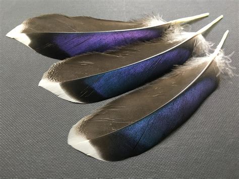 10 Pcs Mallard Duck Wing Feathers Iridescent Feathers Natural Etsy