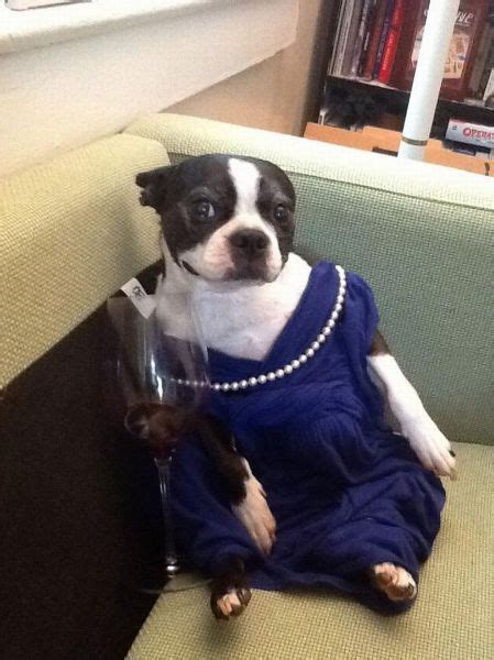 20 Animals That Absolutely Hate Their Halloween Costumes