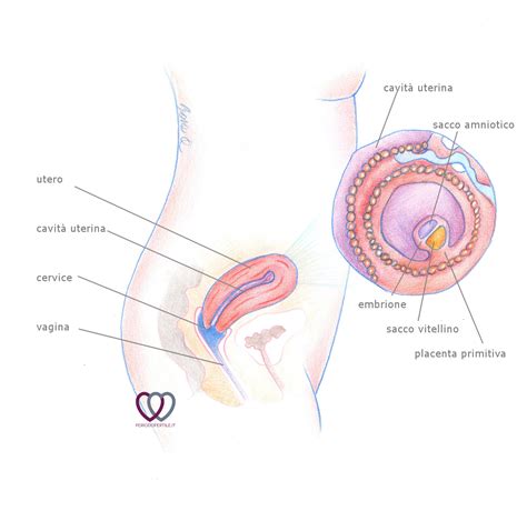 Ecco gli accorgimenti da seguire per vivere i 9 mesi di attesa in totale sicurezza e tranquillità, senza correre rischi con il cibo. 4 quarta settimana di gravidanza - PeriodoFertile.it