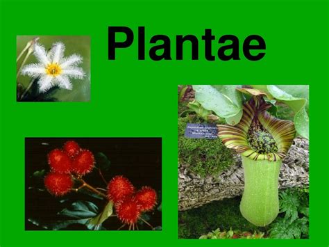 Ppt Plantae Powerpoint Presentation Free Download Id9099761