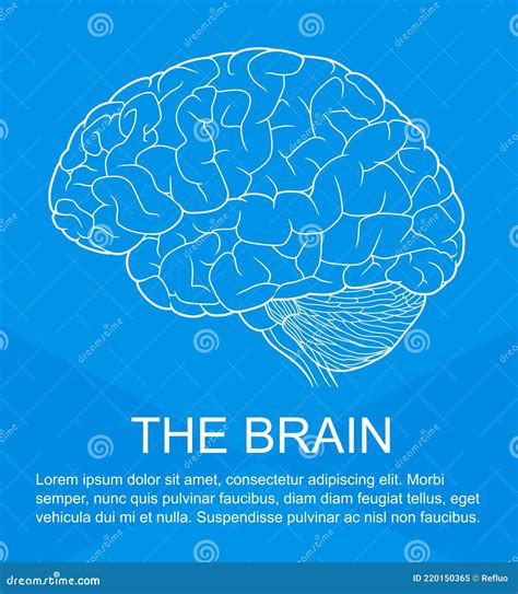 Human Brain On The Blue Background Stock Vector Illustration Of