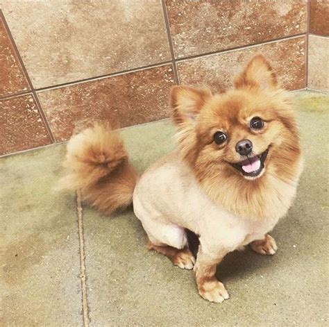 9 Totally Cute Pomeranian Haircut Styles To Satisfy Your Craving For