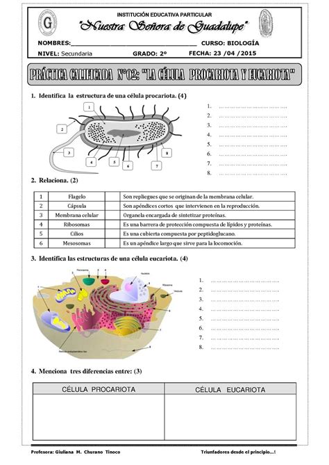 Celula Eucariota Y Procariota Estructura Y Funcion Co