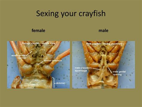 Crayfish Dissection Male