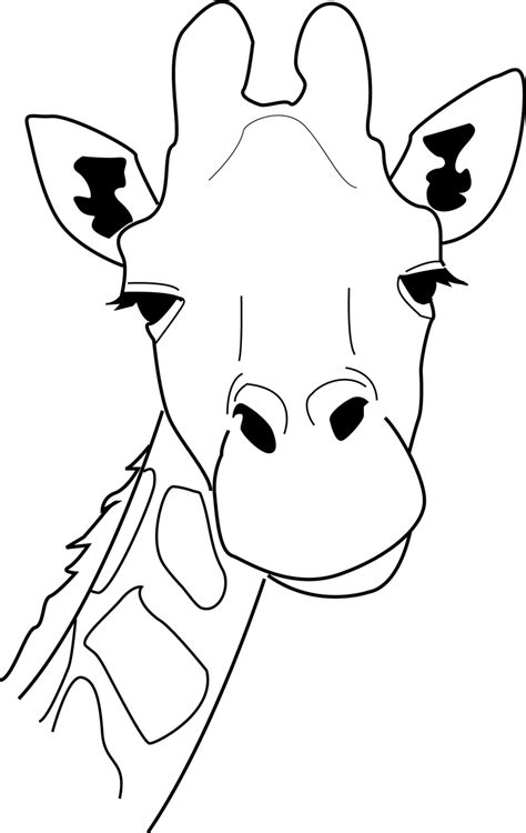 Giraffe Clipart Black And White Outline Png 20 Free Cliparts Download