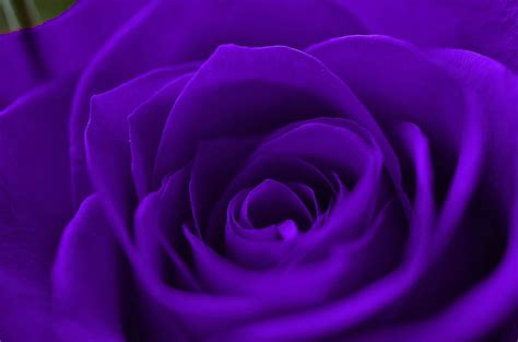 Aggregate More Than 58 Purple Rose Wallpaper Latest Incdgdbentre