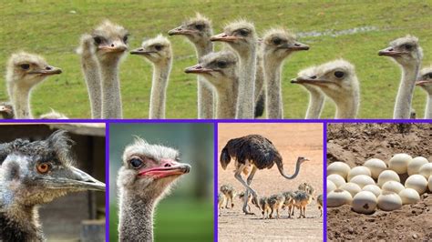 Ostrich Habitat Food And Facts Youtube