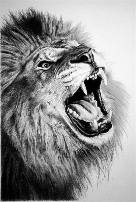 When you create a lion, remember, that it is a big cat, so it should be graceful and grave. Lion Face Sketch Images at PaintingValley.com | Explore collection of Lion Face Sketch Images